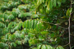 Ventilago bombaiensis